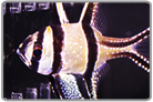 Banggai Cardinalfish-Tank Raised
